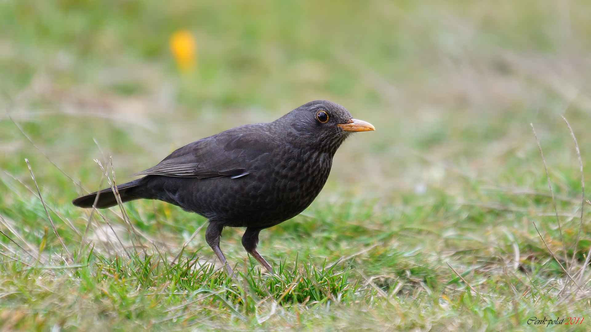 Eurasian Blackbird